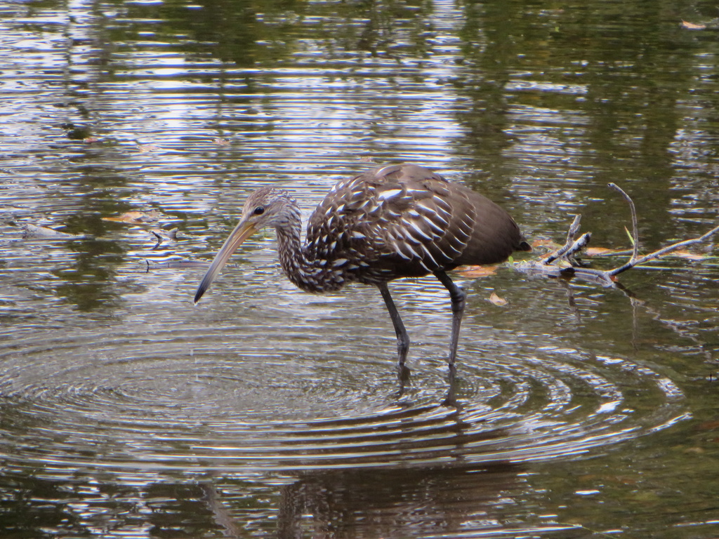 "Limping" Limpkin by rob257