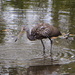 "Limping" Limpkin by rob257