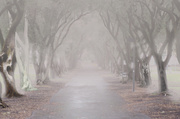 13th Jan 2014 - Ghost trees