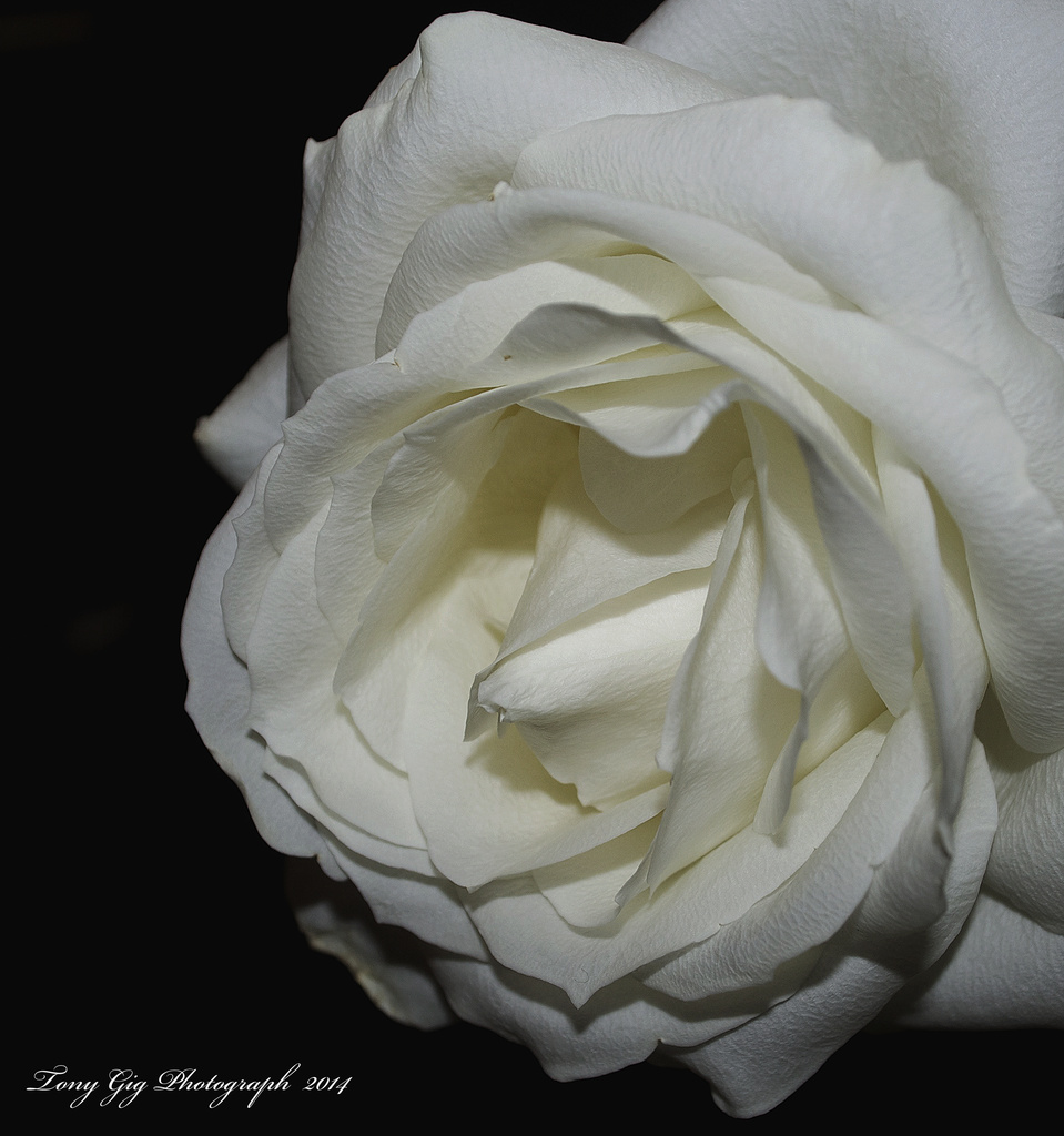 White Rose  by tonygig