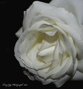 14th Jan 2014 - White Rose 