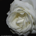 White Rose  by tonygig