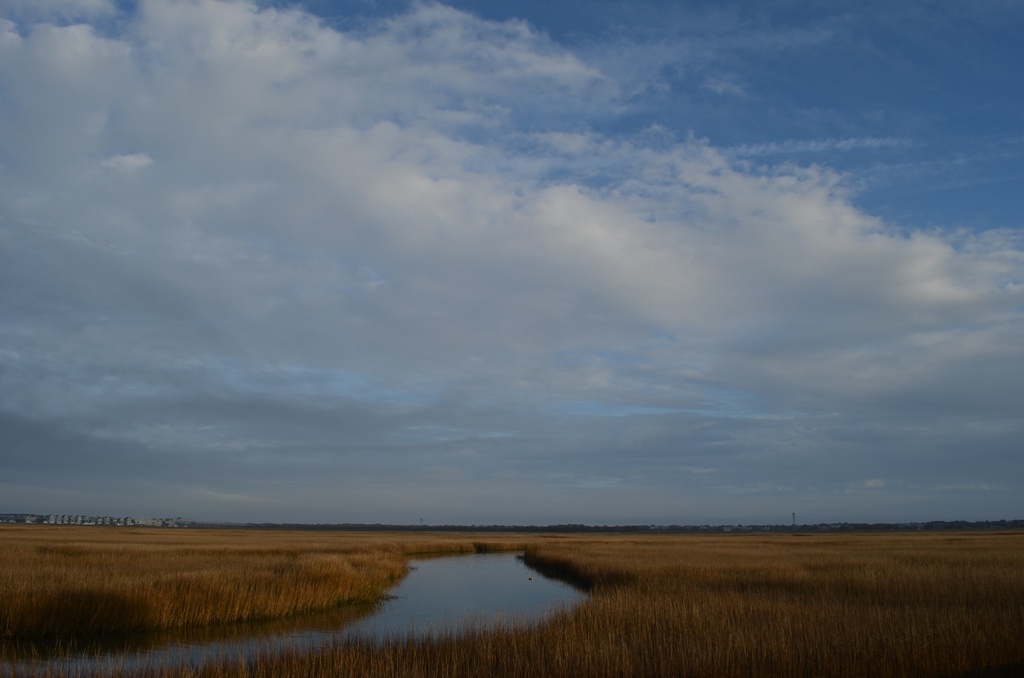 Salt marsh near Charleston Harbor by congaree