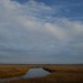 Salt marsh near Charleston Harbor by congaree