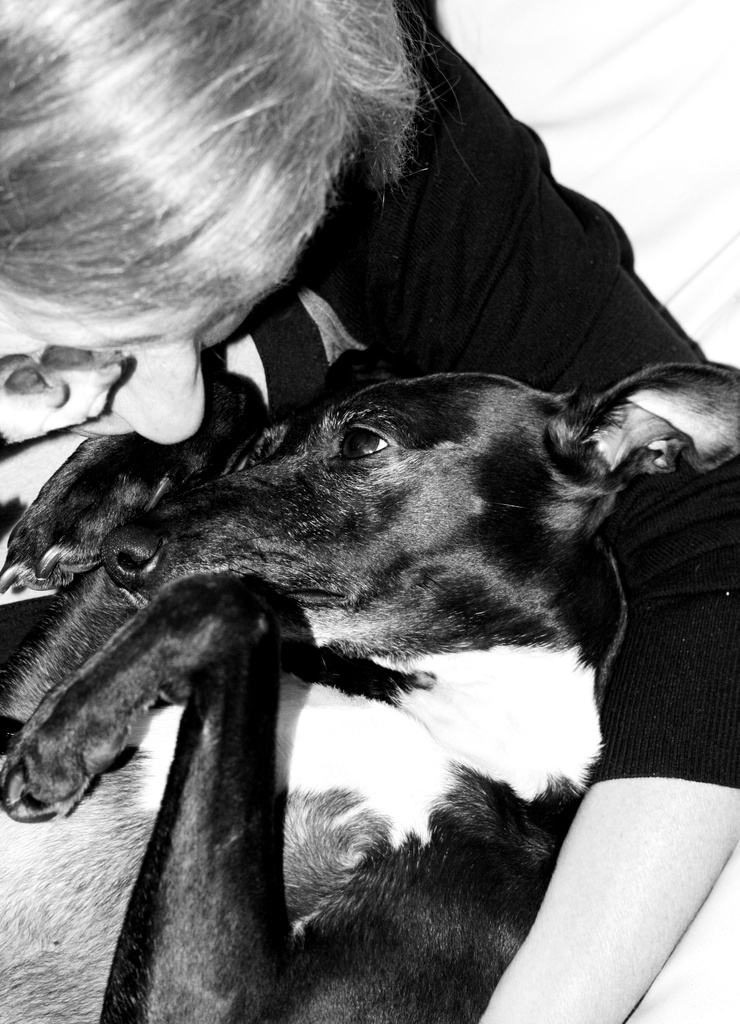 A whippet snuggle by phil_howcroft