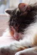 14th Jan 2013 - Sleepy Kitty...purr..purr..purr