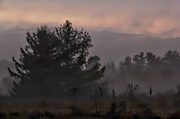 14th Jan 2014 - Hovering Fog