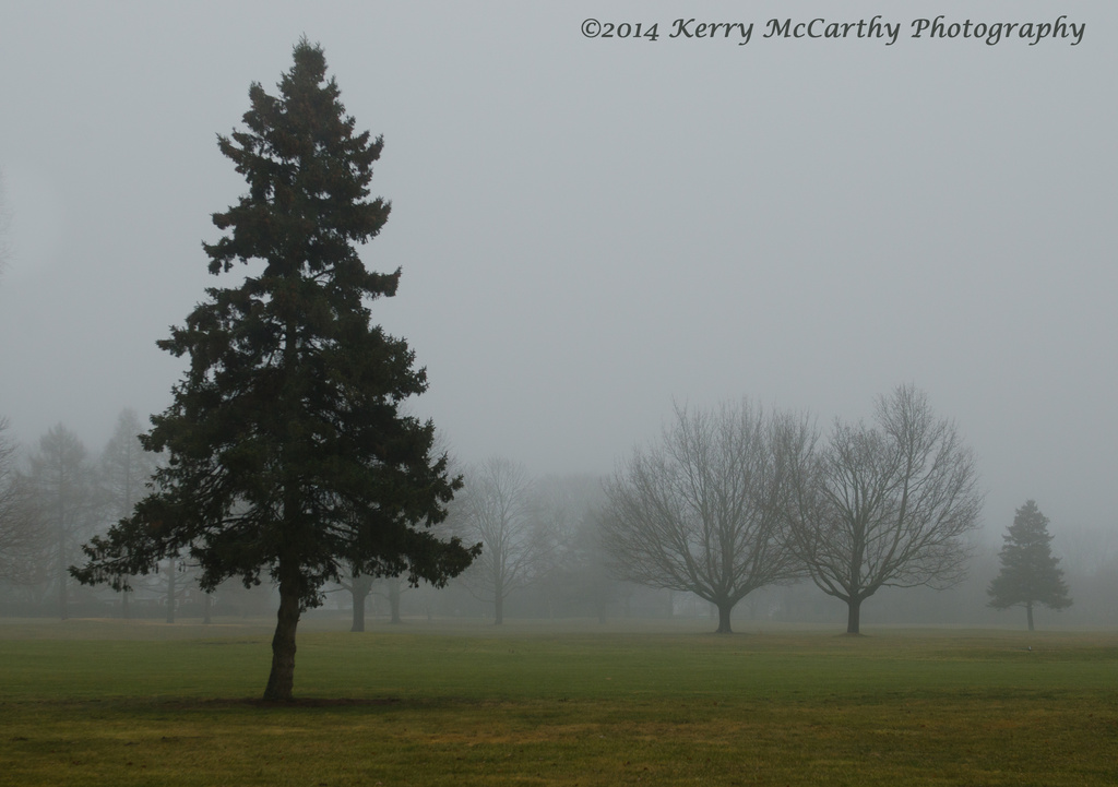 Trees in Fog by mccarth1