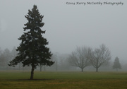14th Jan 2014 - Trees in Fog
