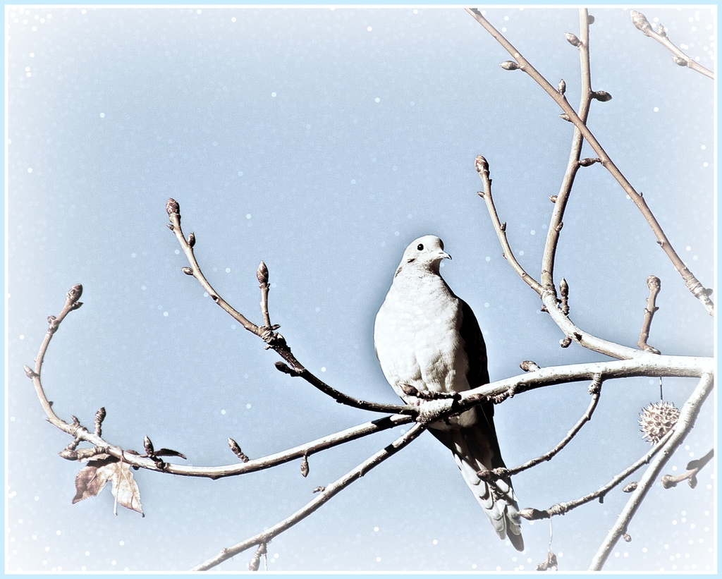 Winter Dove by joysfocus
