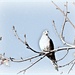 Winter Dove by joysfocus