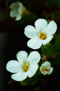 14th Jan 2014 - (Day 335) - Bacopa Twins