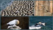 14th Jan 2014 - Gannet Collage...