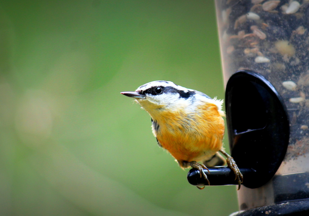 Nuthatch by jankoos
