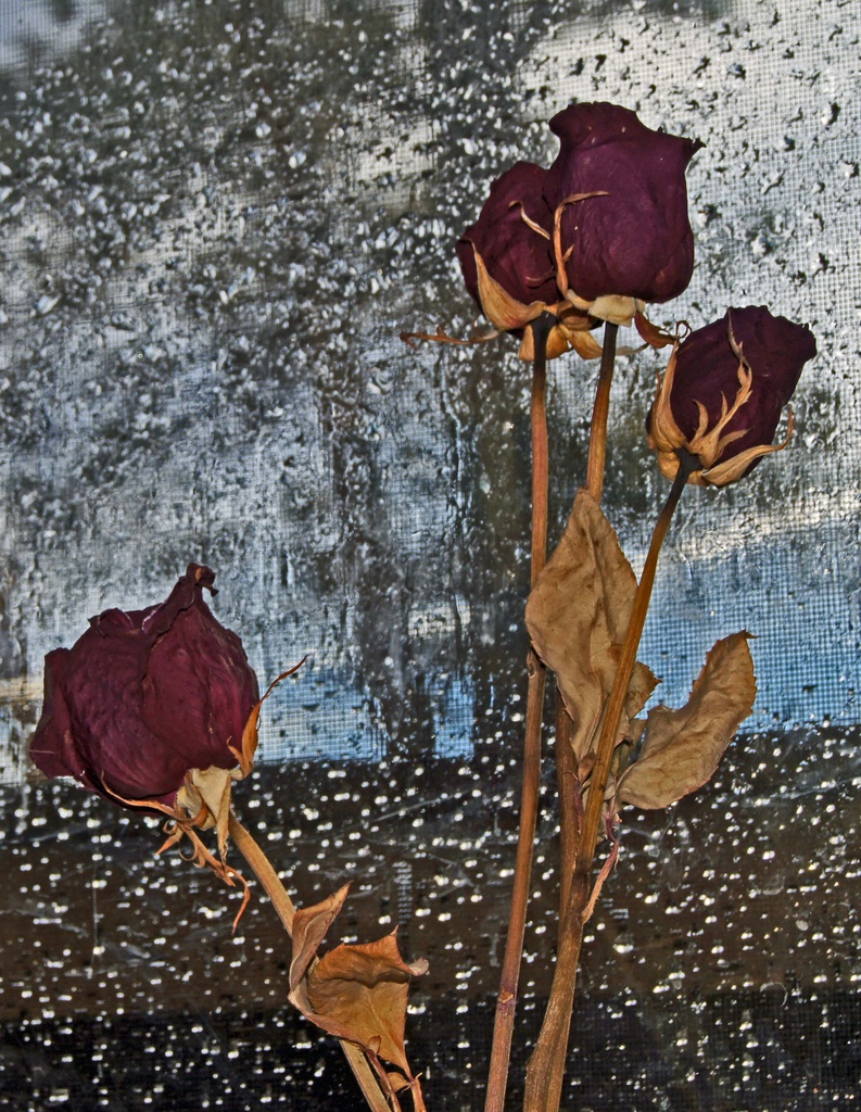 Dried flowers against a wet background  by dmdfday