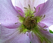 15th Jan 2014 - the heart of a hellebore