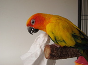 15th Jan 2014 - Phoenix and the tissue