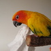 Phoenix and the tissue by alia_801