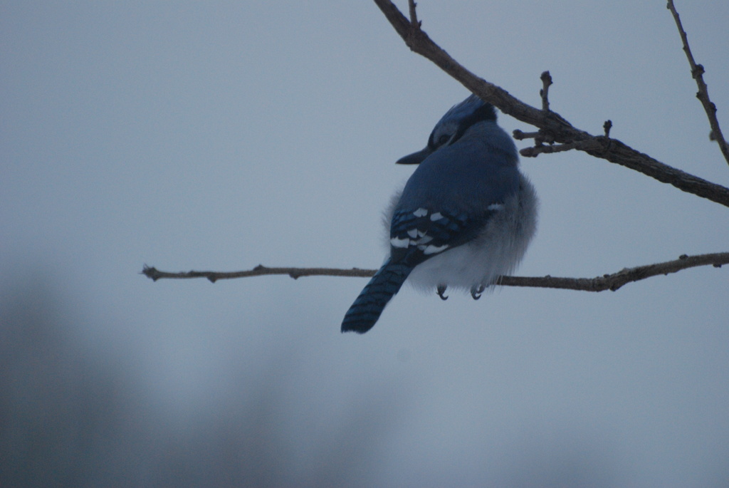 Bluebird by farmreporter