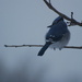 Bluebird by farmreporter