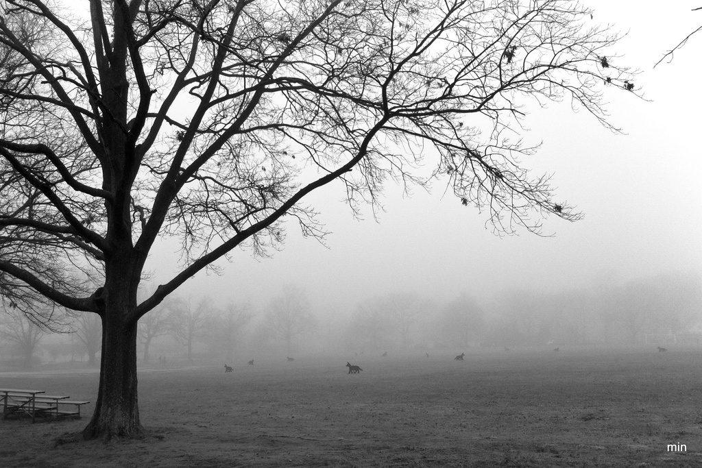 Dog Decoys in the Fog by mhei
