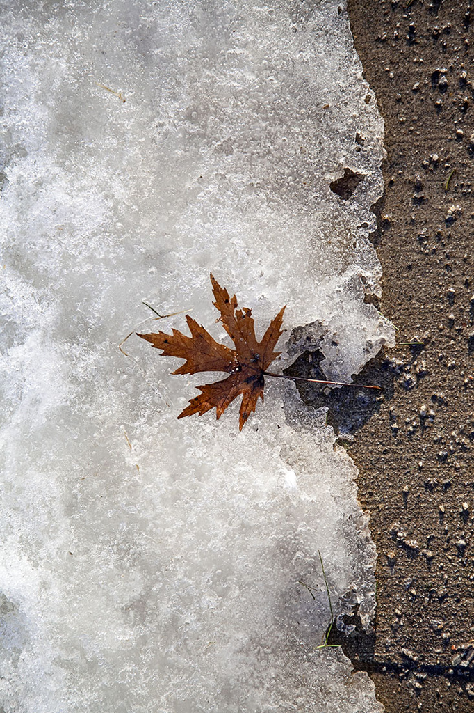 Ice, Gritty Sidewalk, Leaf by gardencat