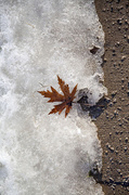 15th Jan 2014 - Ice, Gritty Sidewalk, Leaf