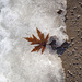 Ice, Gritty Sidewalk, Leaf by gardencat