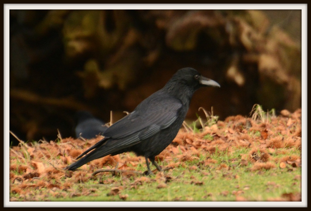 Carrion Crow by rosiekind