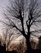13th Jan 2014 - Bare Trees