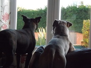 11th Jan 2014 - Spying on the neighbours!