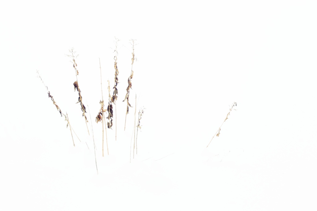 grasses in snow by edie