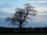 15th Jan 2014 - Just a tree...