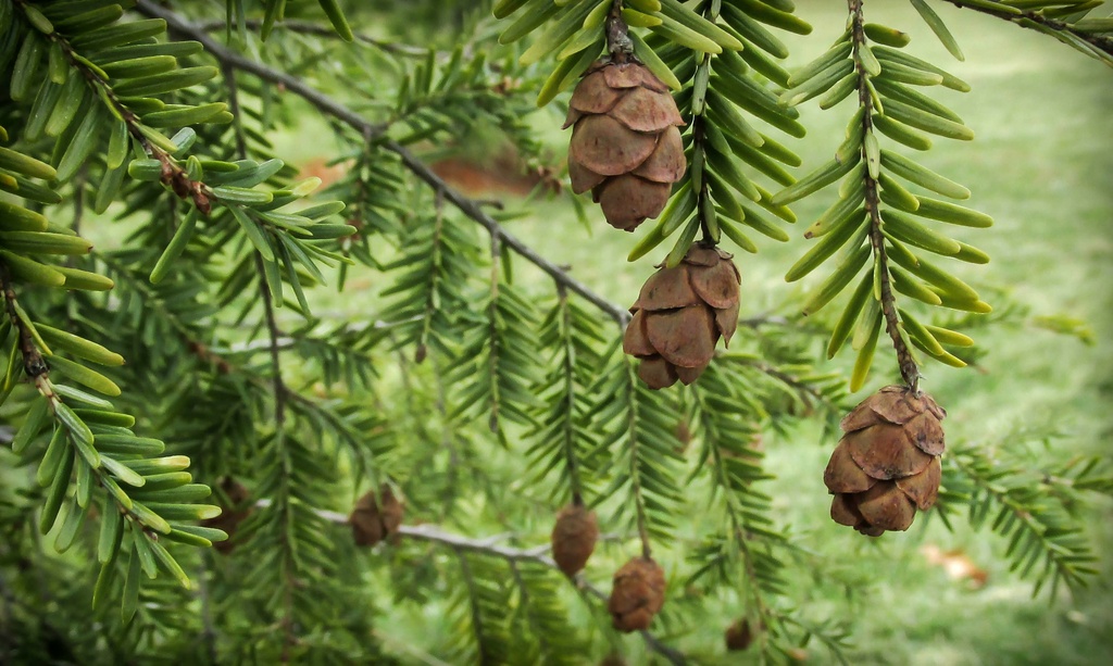 Baby pine cones by mittens