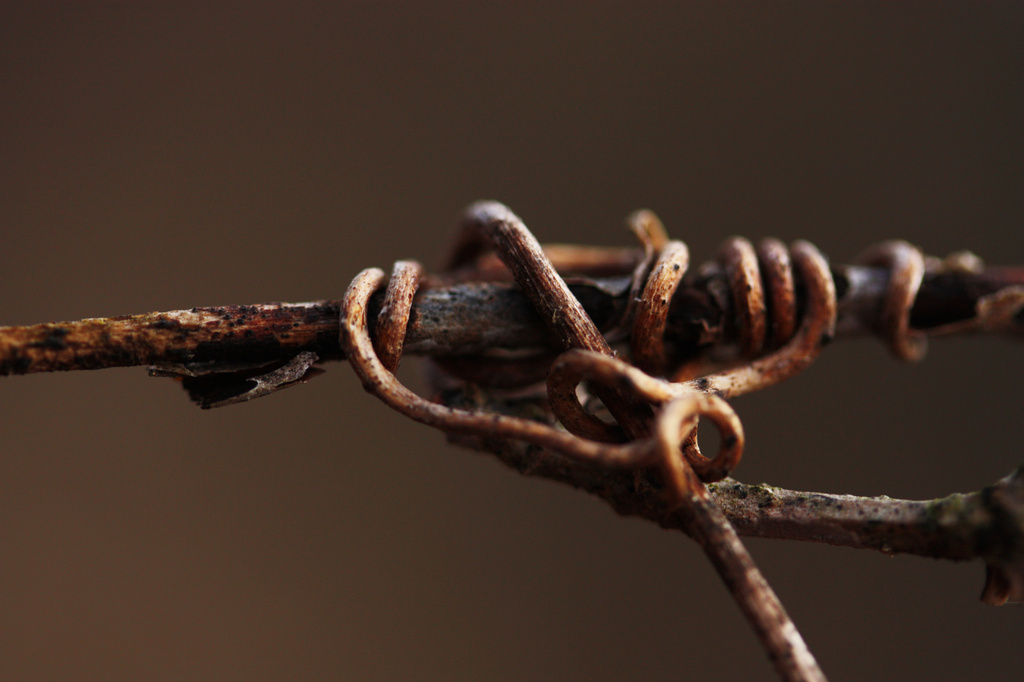 Tiny Twisted Tendril by mzzhope