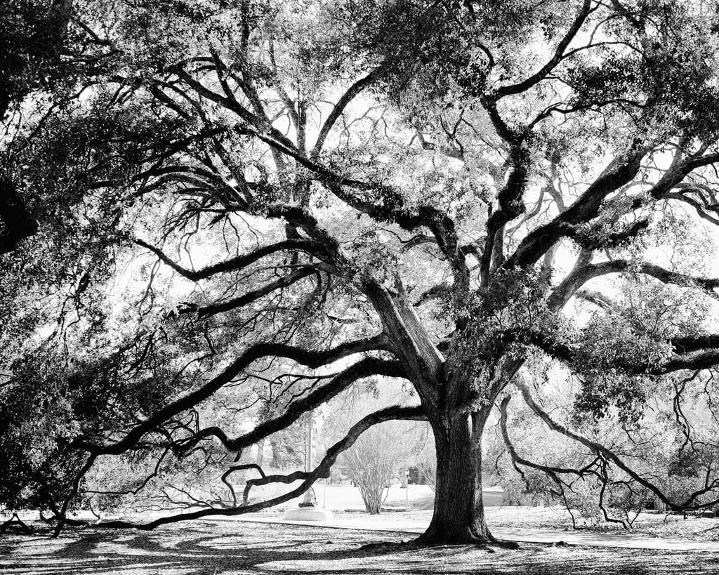 Live Oak by eudora