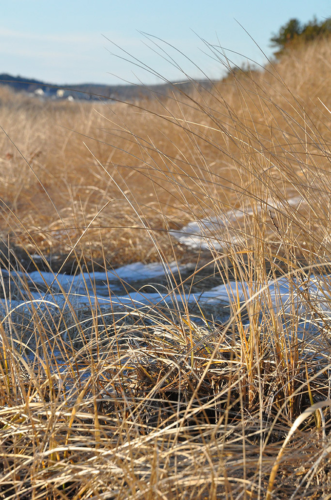 Seagrass in winter by joansmor