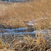 Seagrass in winter by joansmor