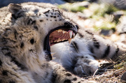 14th Jan 2014 - Sleepy Snow Leopard