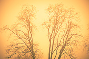 15th Jan 2014 - Foggy Haze 