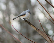 15th Jan 2014 - Birdie Bokeh