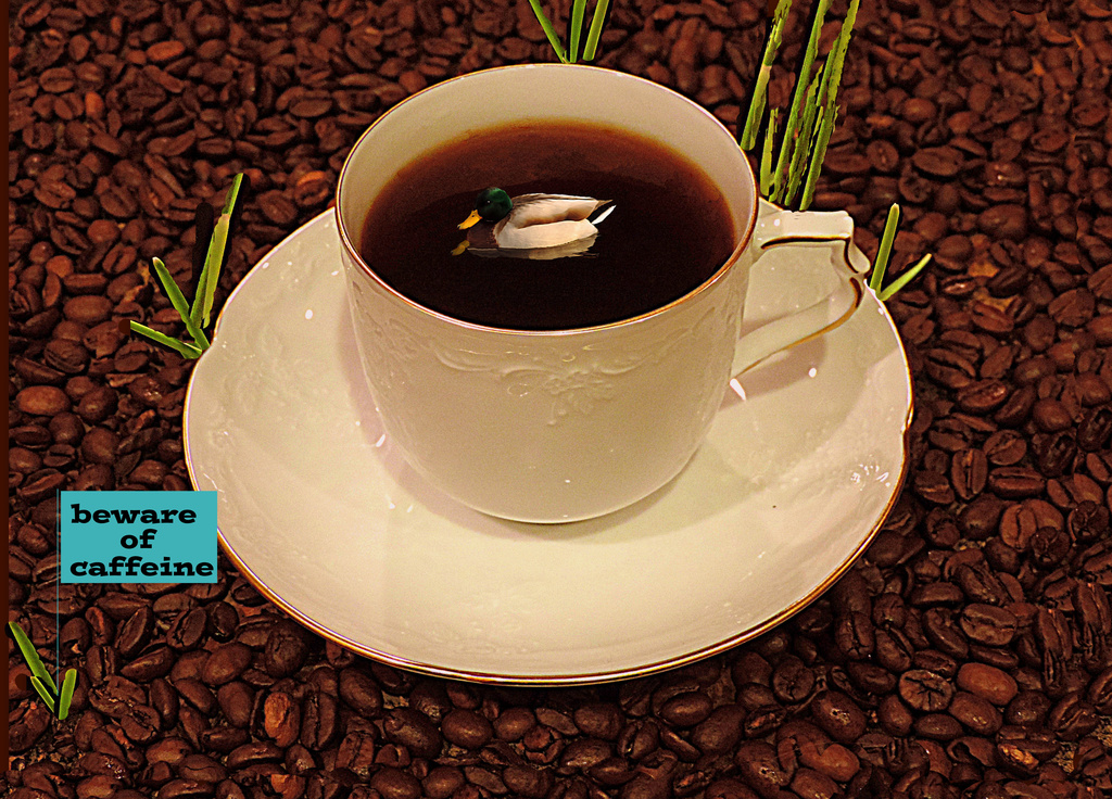  Beware of caffeine in Coffee Lake! by homeschoolmom