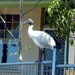 Bird on a fence by kjarn