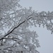 Snow covered tree by kanelipulla