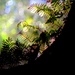 The ferns on a  tree branch by joemuli