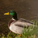 Nice weather for ducks - 16-01 by barrowlane