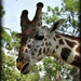 giraffe  by mjmaven