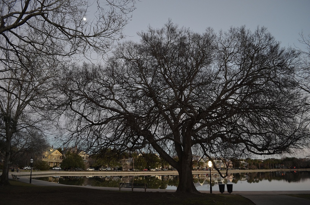 My favorite hackberry tree, Colonial Lake, Charleston, SC by congaree