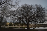 15th Jan 2014 - My favorite hackberry tree, Colonial Lake, Charleston, SC