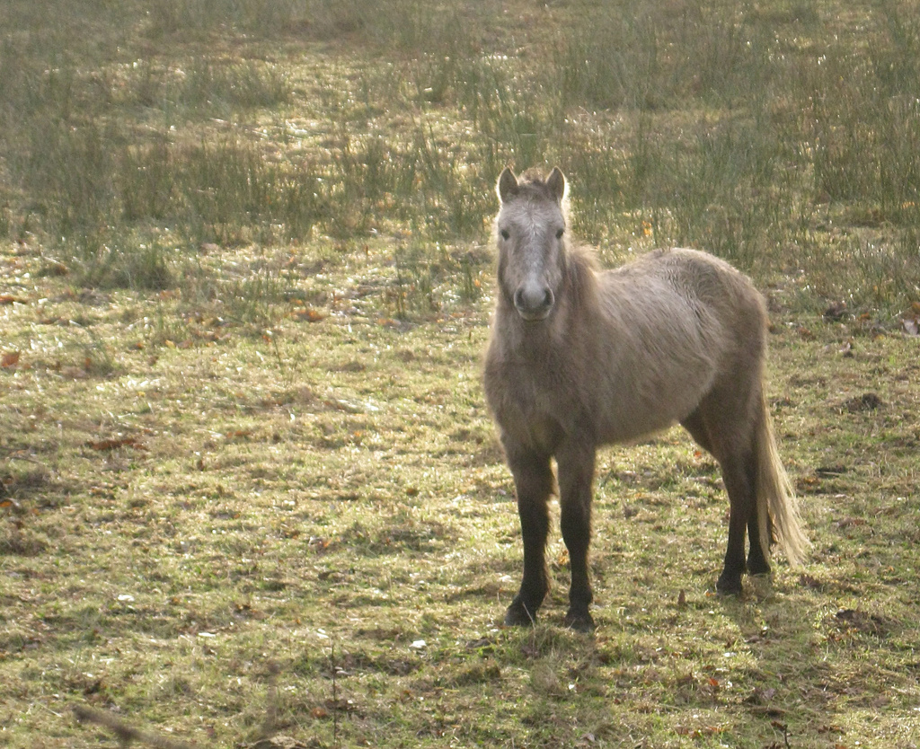 Pony pasture by angelar